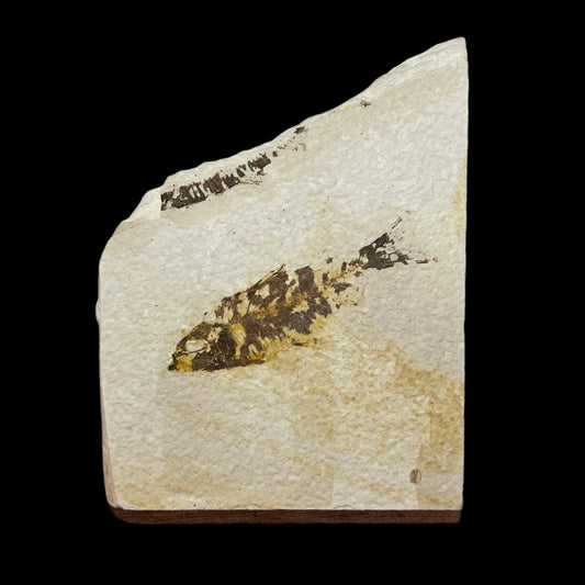 Knightia eocaena fossil