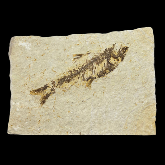 Knightia eocaena fossil