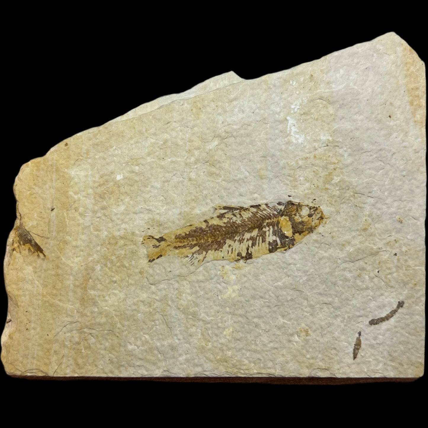 Knightia eocaena fossil