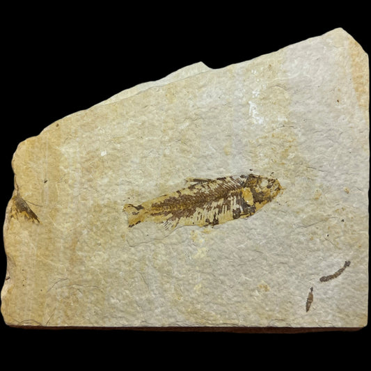 Knightia eocaena fossil