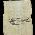 Knightia eocaena fossil, Default Title at Stemcell Science Shop
