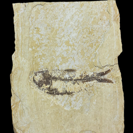 Knightia eocaena fossil