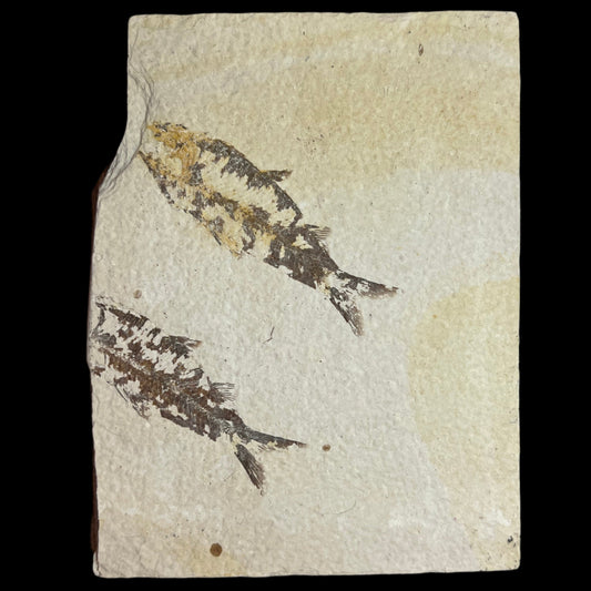 Knightia eocaena fossil (double partial)