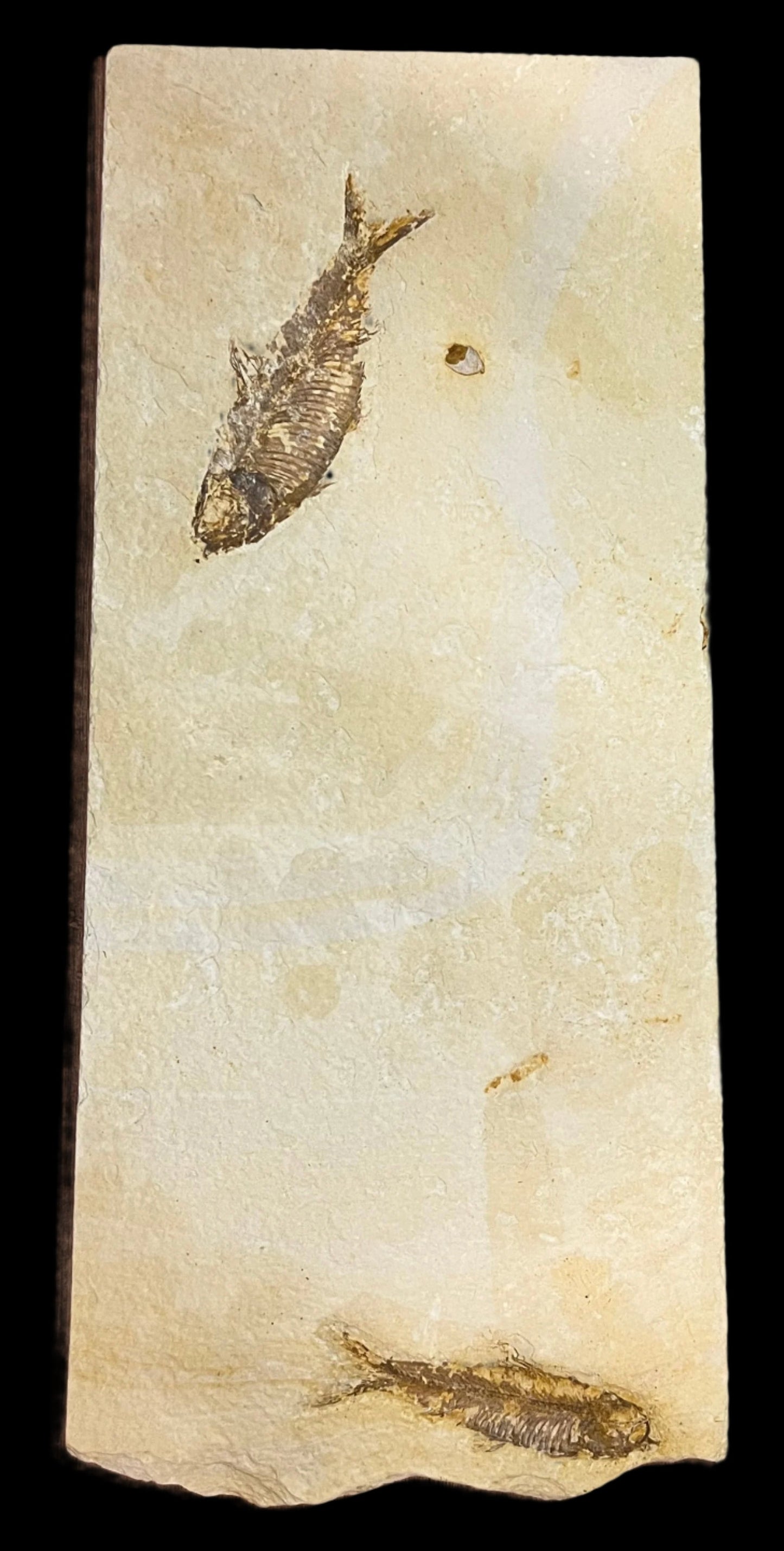Knightia eoceana fossil (double)