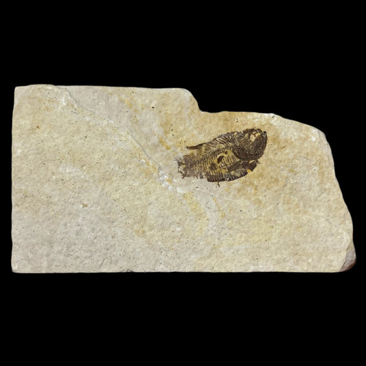 Diplomystus denatus fossil (partial)