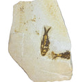 Knigtia eocaena fossil, Default Title at Stemcell Science Shop