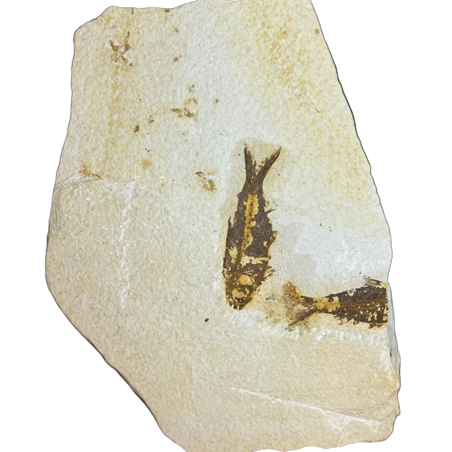 Fossilized fish embedded in a light-colored rock