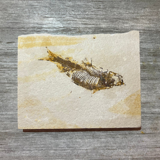 Knightia eocaena fossil