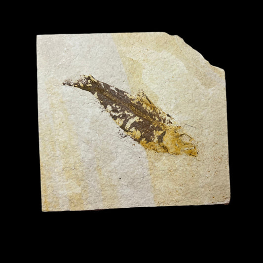Knightia eocaena fossil