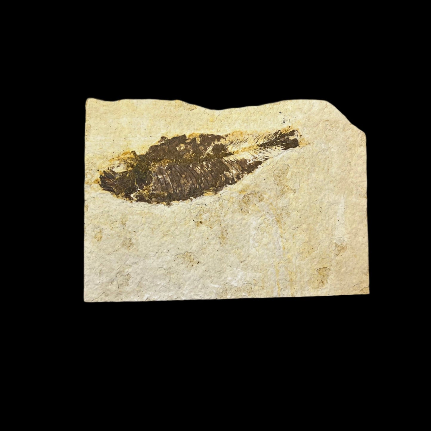 Knightia eocaena fossil