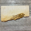 Knightia eocaena fossil (partial), Default Title at Stemcell Science Shop