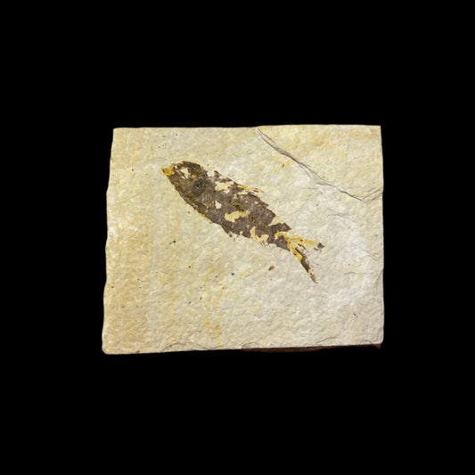 Knightia eocaena fossil