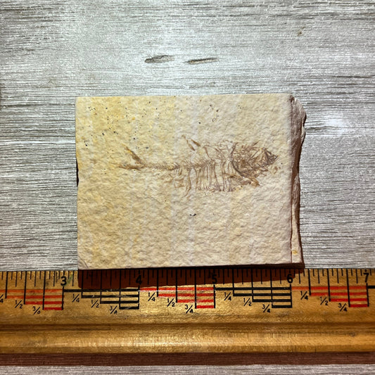 Knightia eocaena fossil #2-004