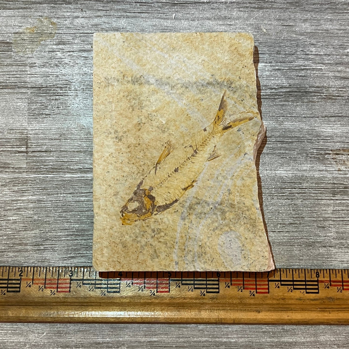 Knightia eocaena fossil #2-005