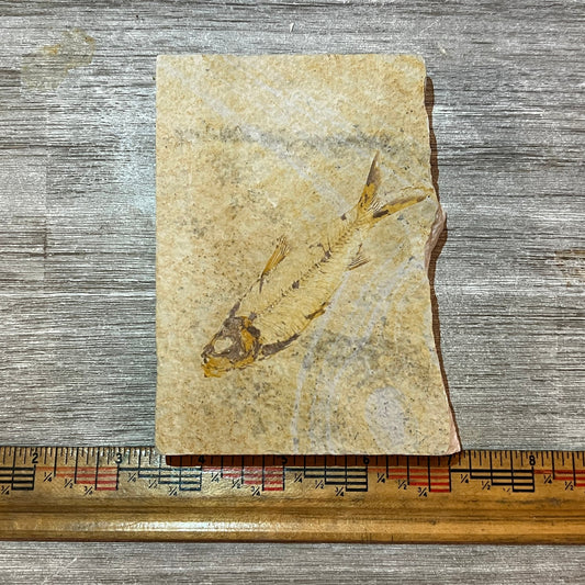 Knightia eocaena fossil #2-005