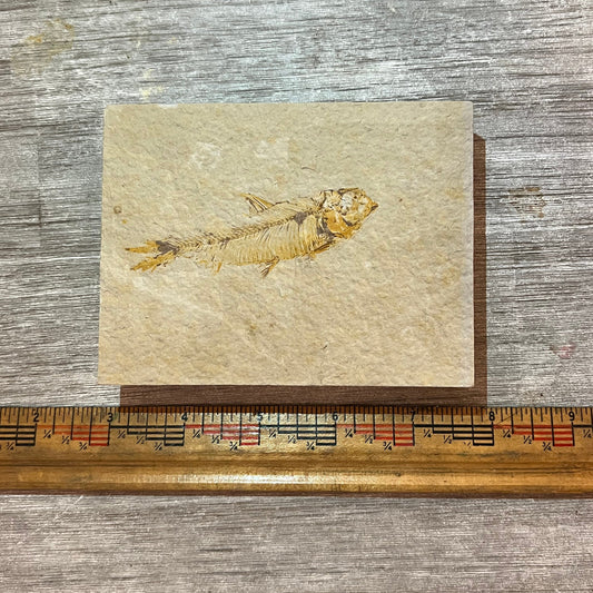 Knightia eocaena fossil #2-002