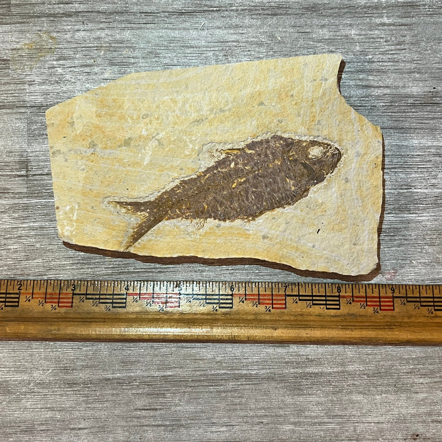 Knightia eocena fossil #2-006