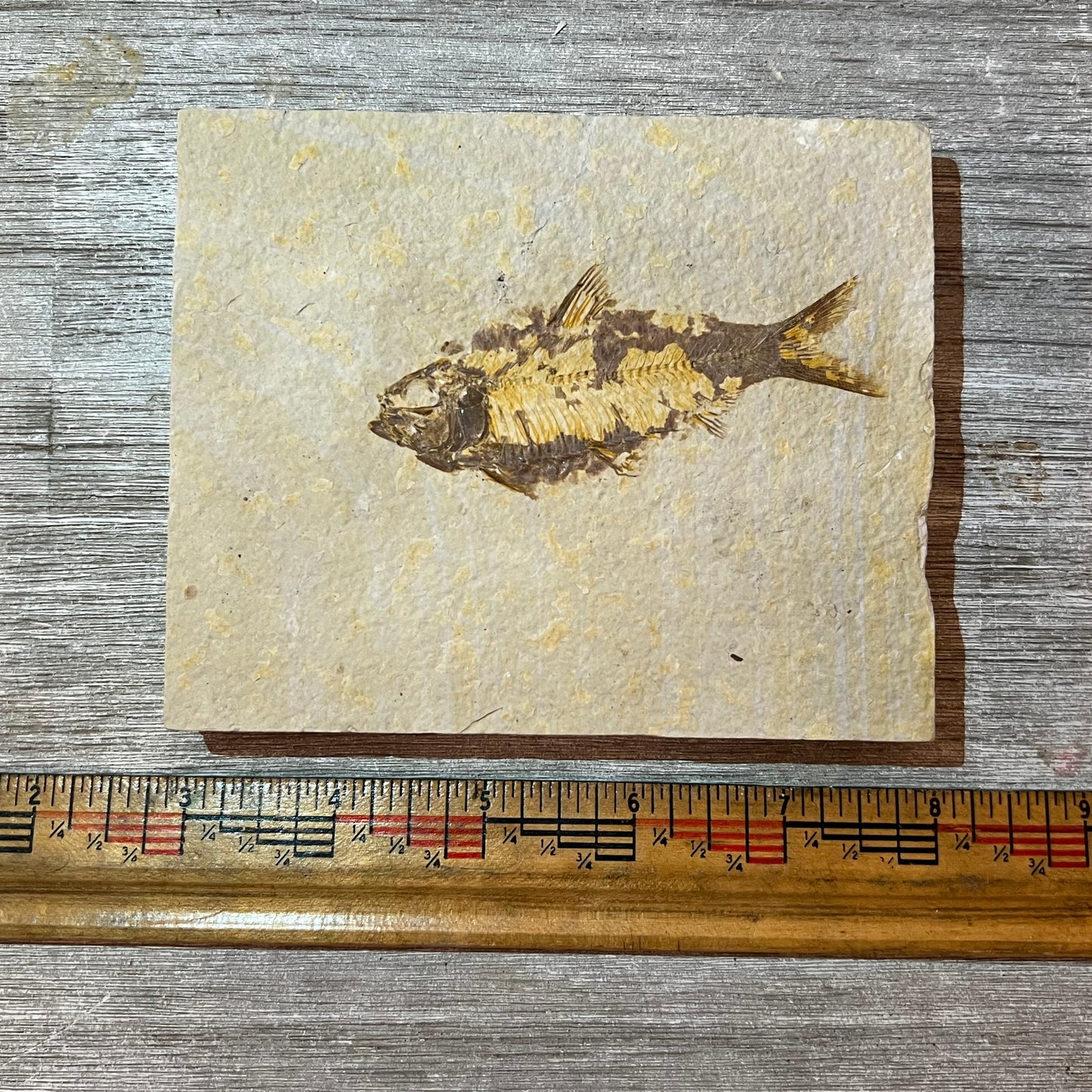 Knightia eocaena fossil #2-010