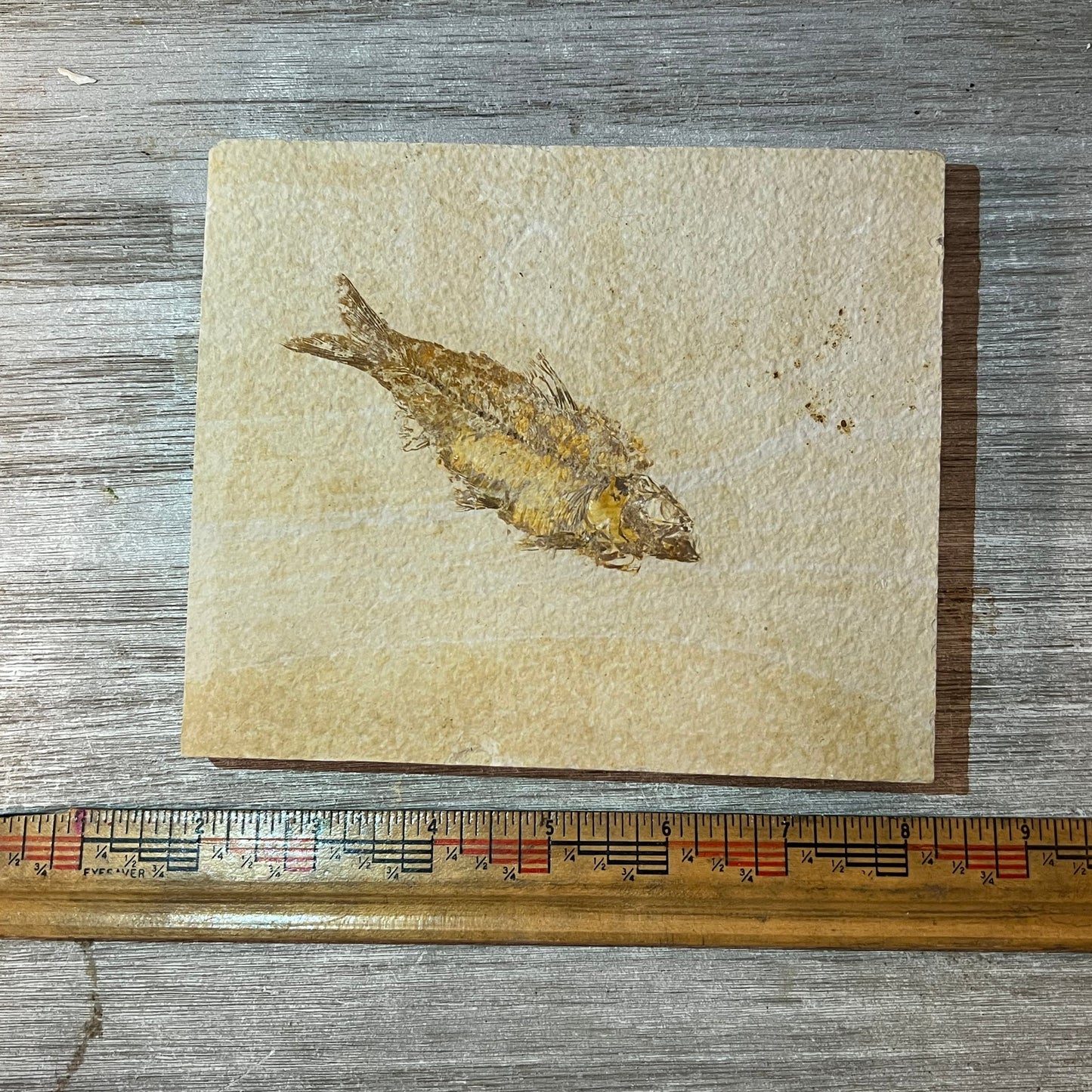 Knightia eocaena fossil #2-023