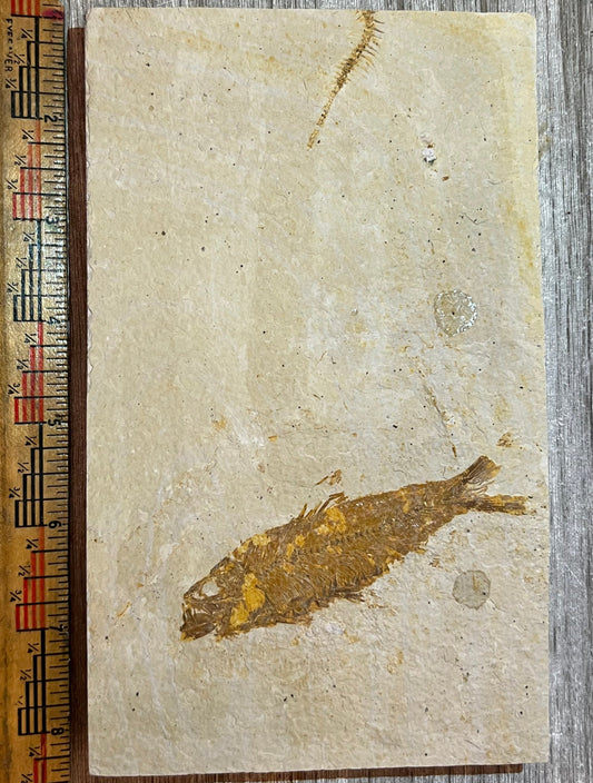 Knightia eocaena fossil and spine #2-020