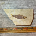 Knightia eocaena fossil #2-012, Default Title at Stemcell Science Shop