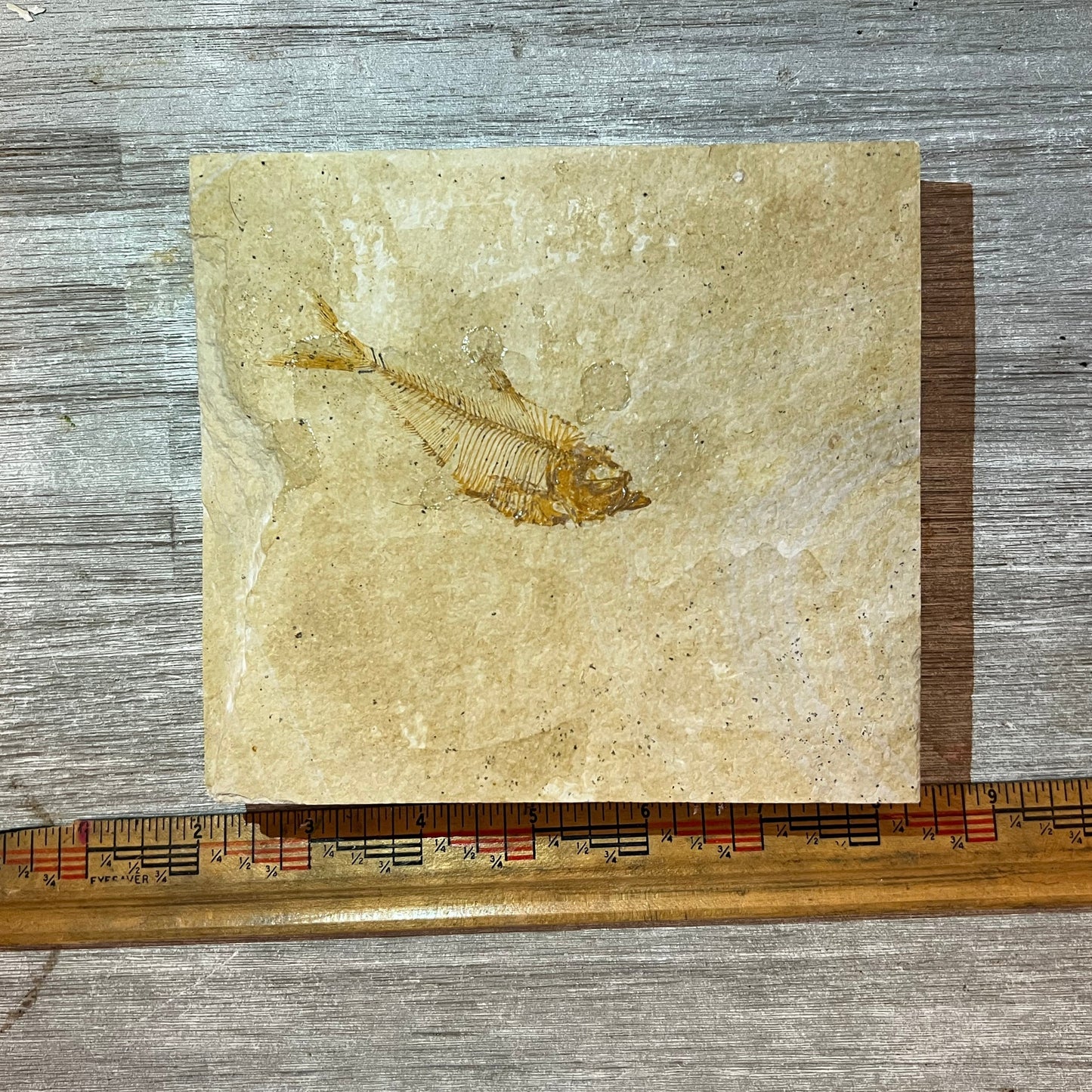 Diplomystus denatus fossil #2-014