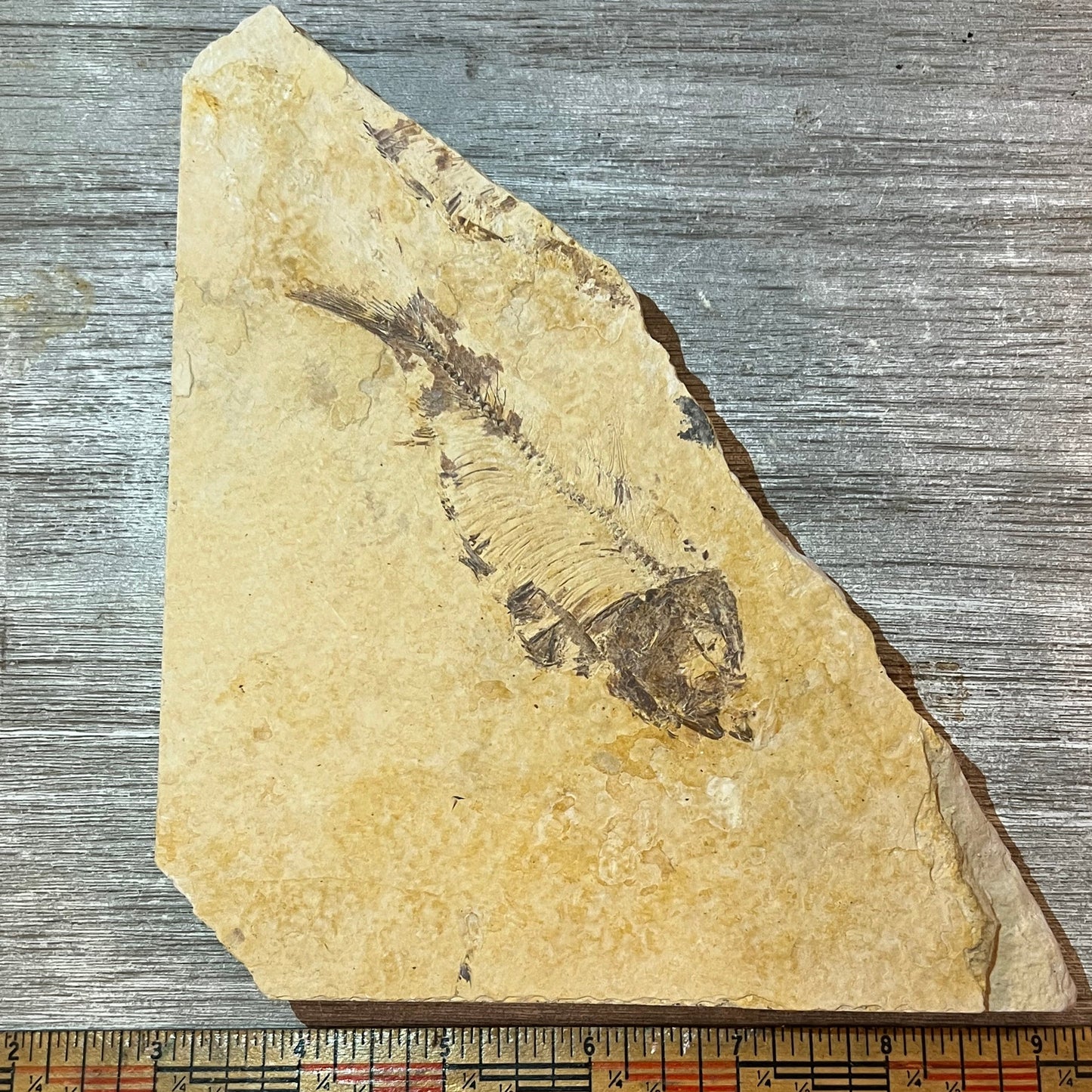 Knightia eocaena fossil #2-013