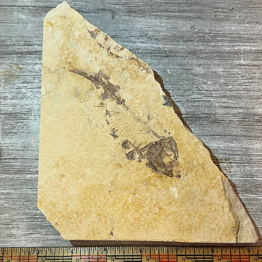 Knightia eocaena fossil #2-013