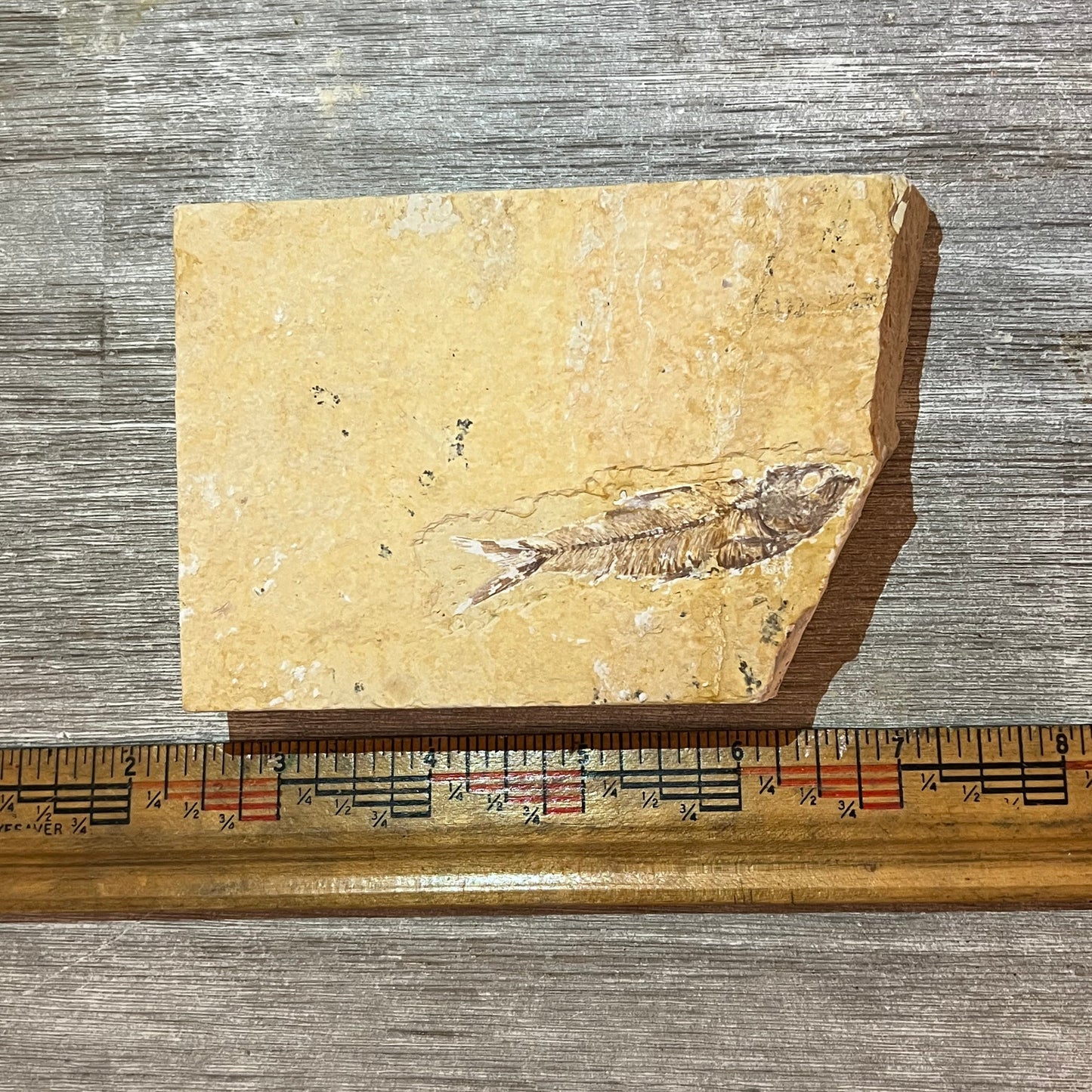 Knightia eocaena fossil #2-016