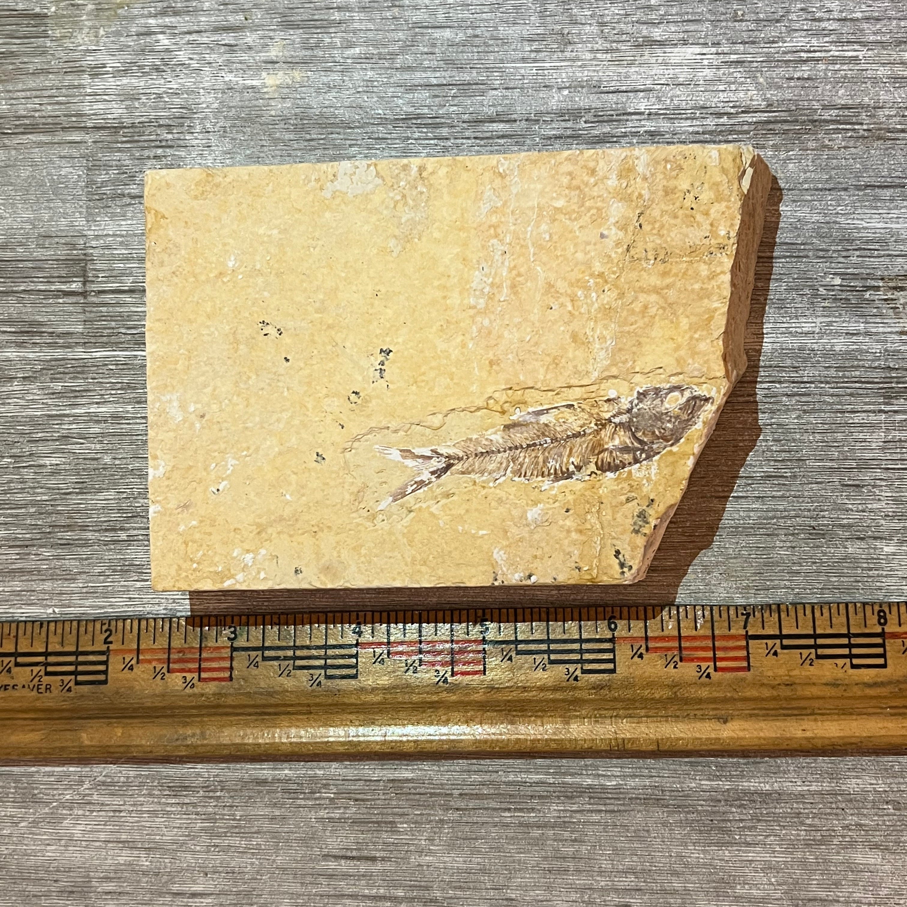 Knightia eocaena fossil #2-016
