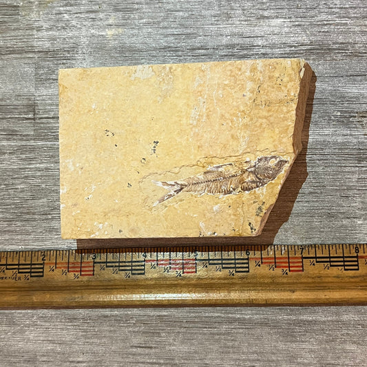 Knightia eocaena fossil #2-016