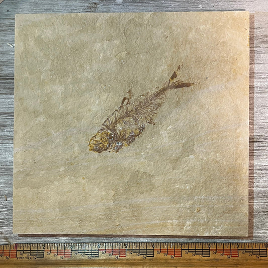 Diplomystus denata fossil #2-019