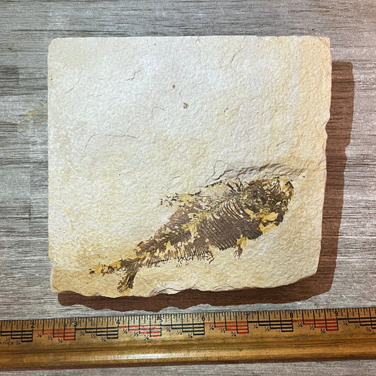 Diplomystus denata fossil #2-017