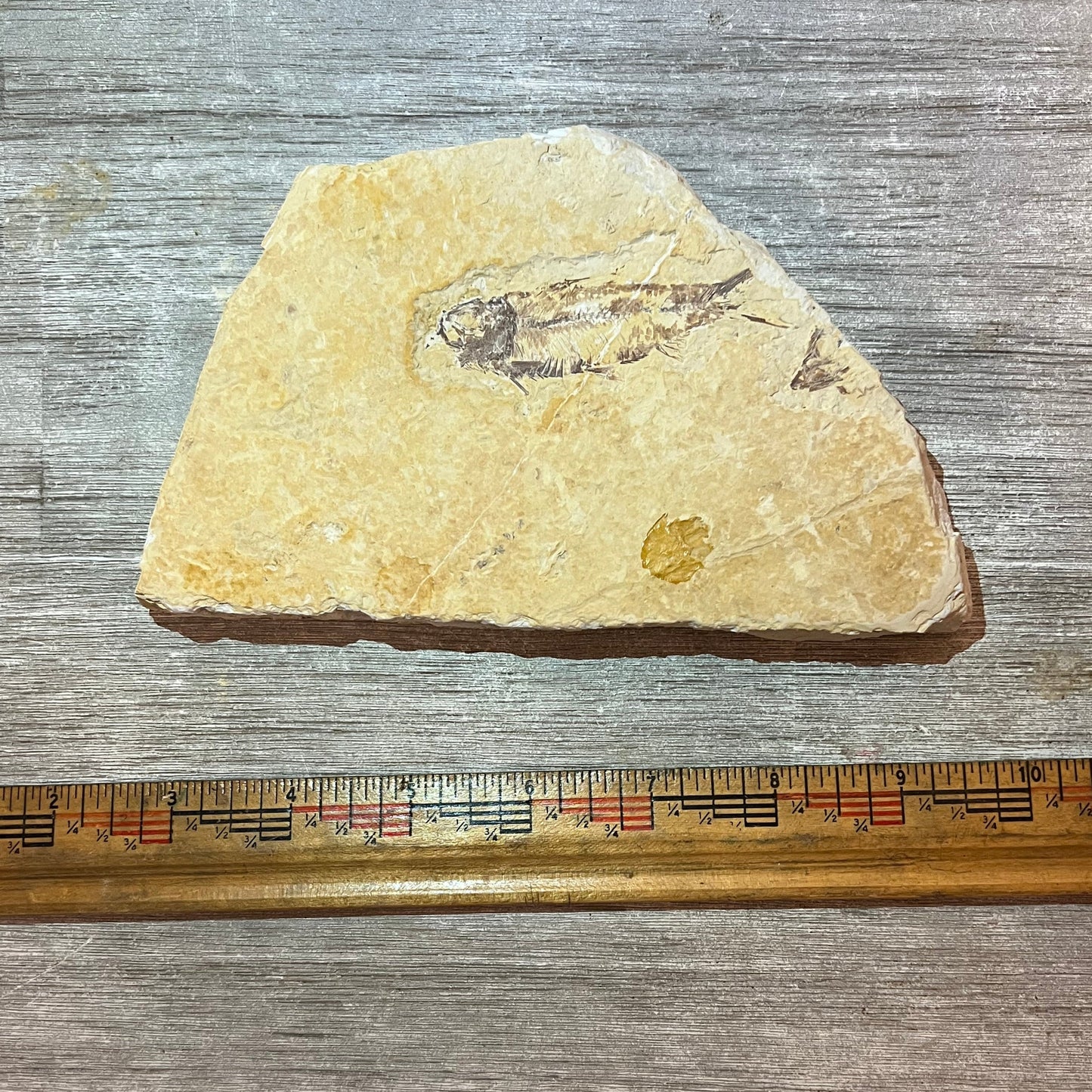 Knightia eocaena fossil #2-015