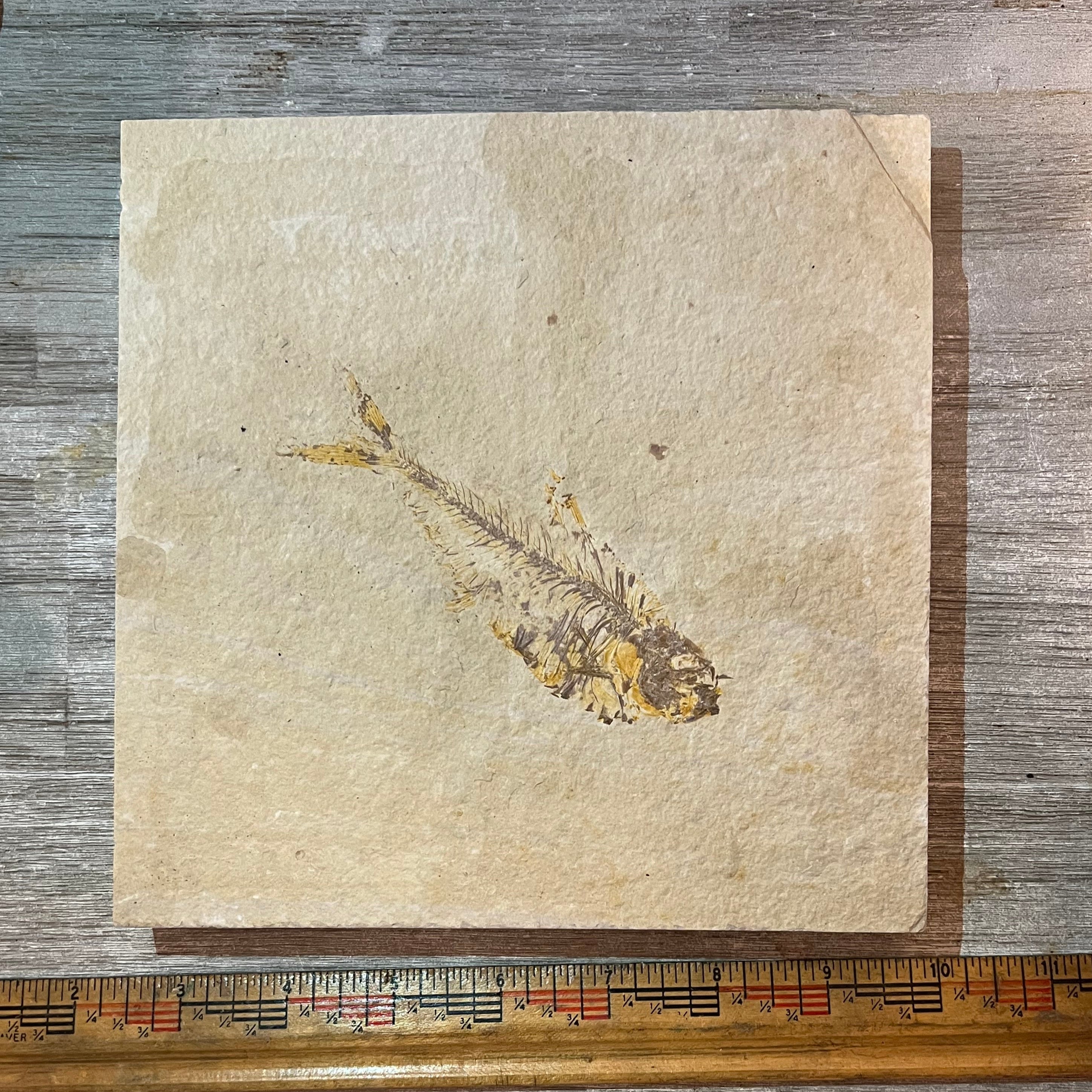 Diplomystus denata fossil #2-018, Default Title at Stemcell Science Shop