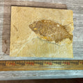 Phareodus sp. fossil, Default Title at Stemcell Science Shop