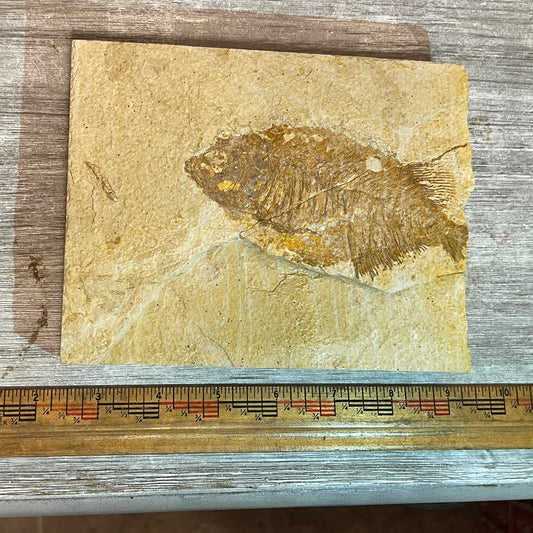 Phareodus sp. fossil