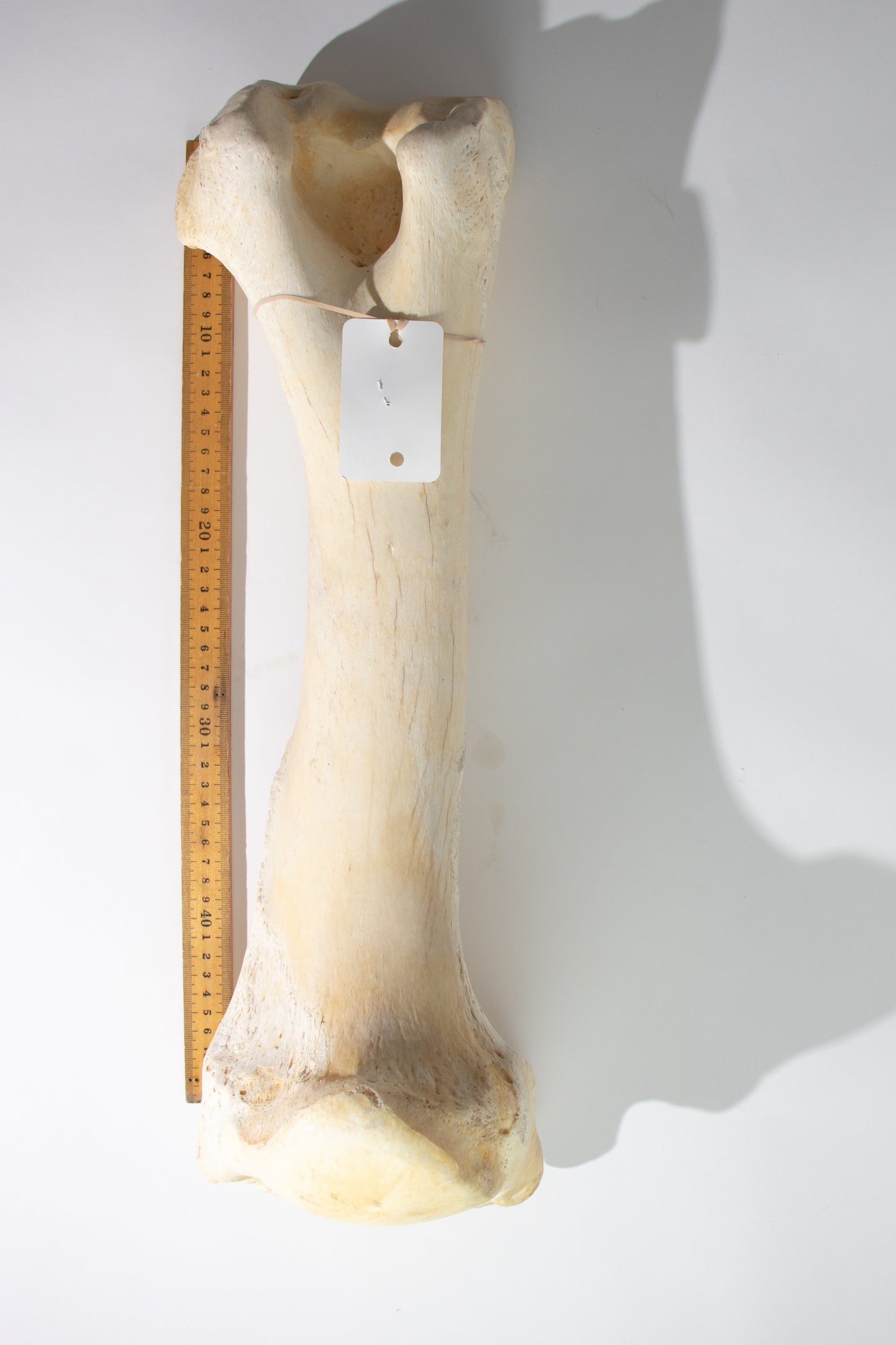 Giraffe Femur Bone Slice
