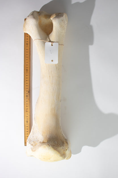 Giraffe Femur Bone Slice