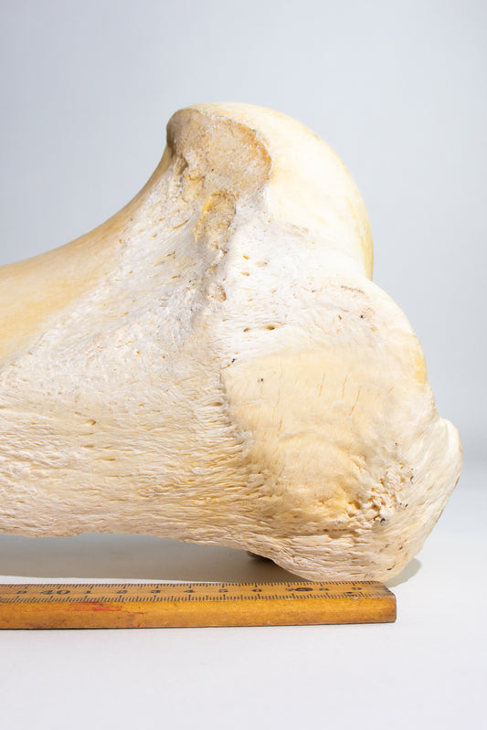 Giraffe Femur Bone Slice