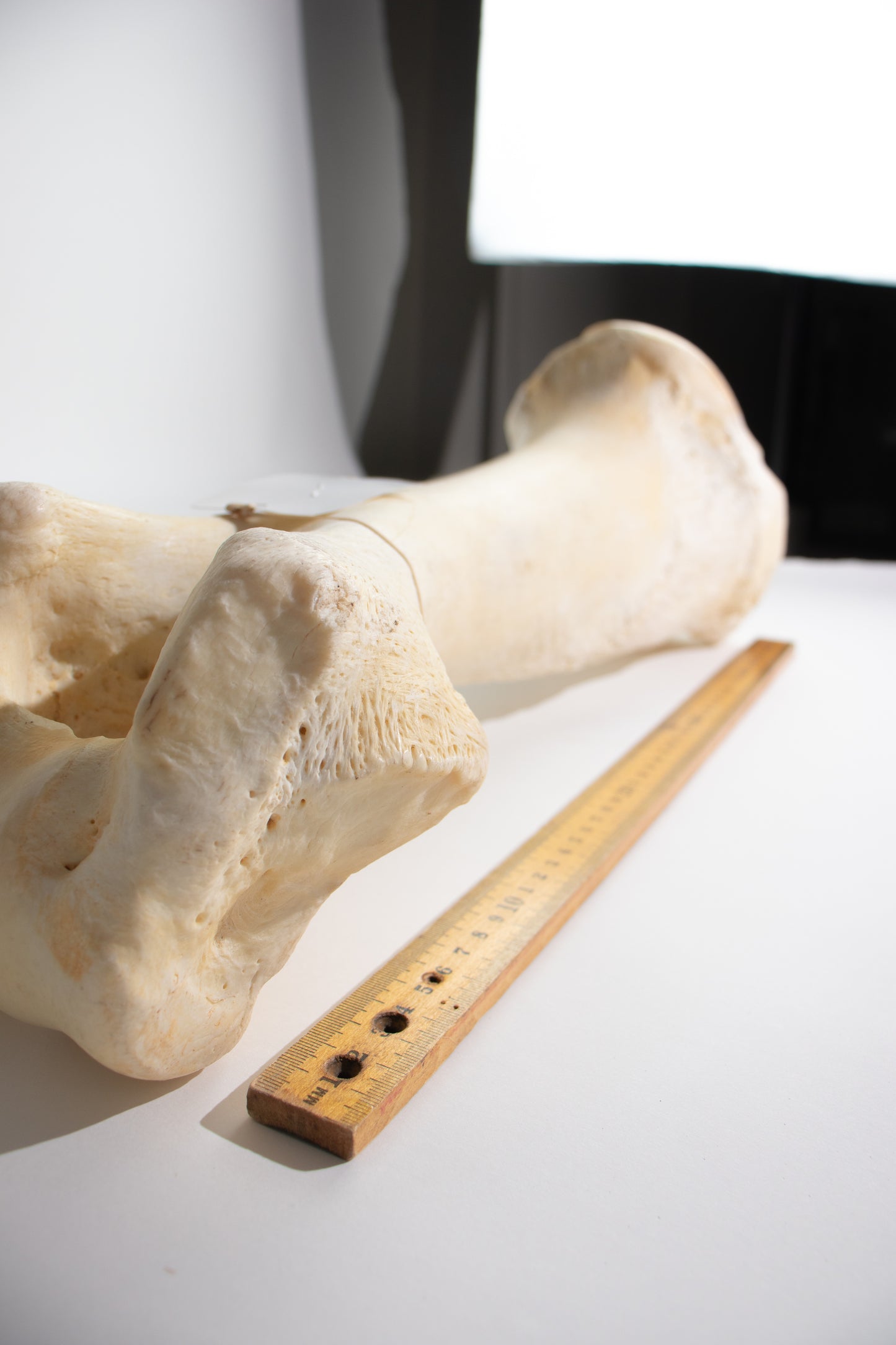Giraffe Femur Bone Slice