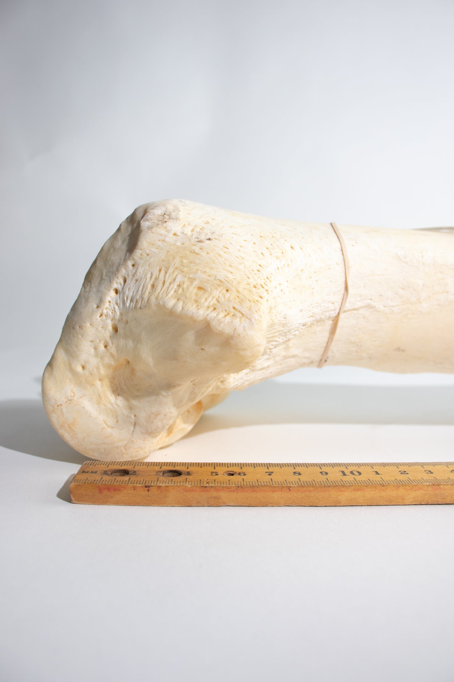 Giraffe Femur Bone Slice