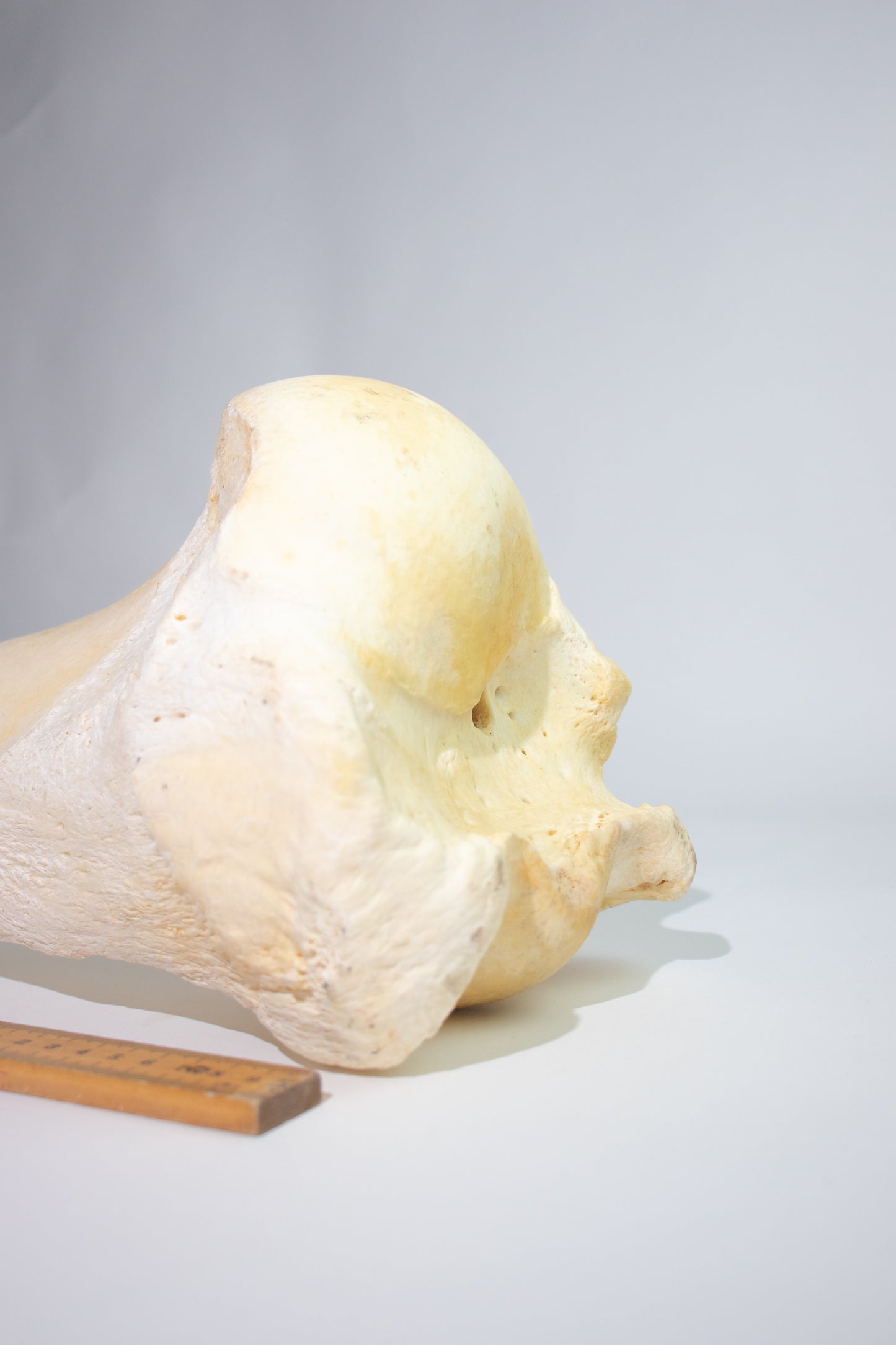 Giraffe Femur Bone Slice