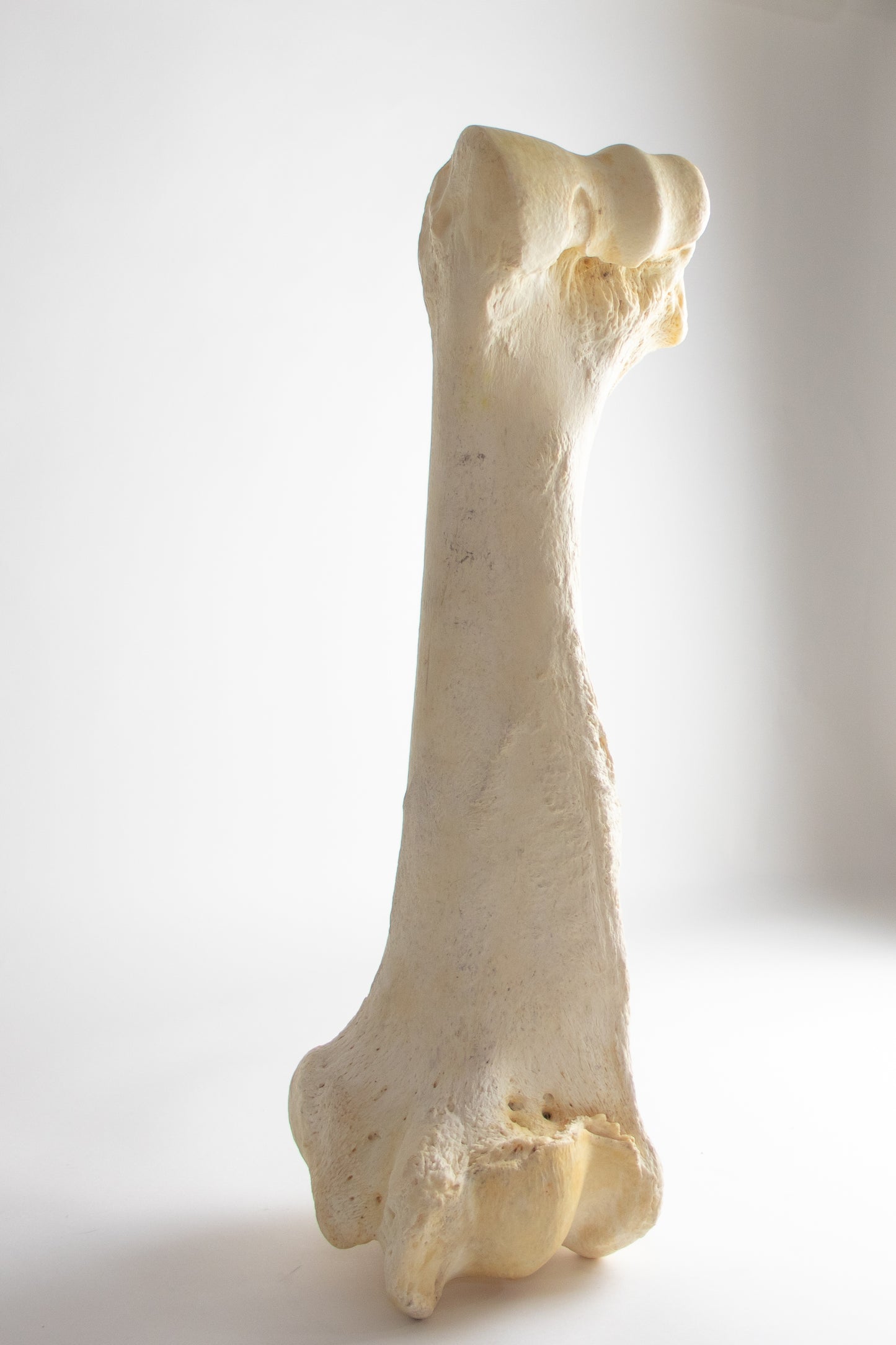 Giraffe Femur Bone Slice