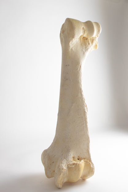 Giraffe Femur Bone Slice