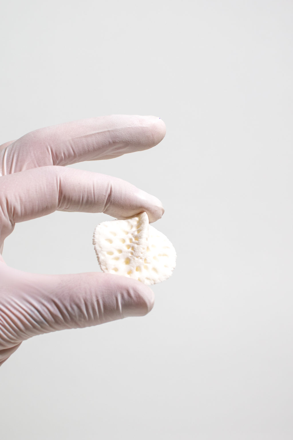 Alligator Osteoderm Bone, Default Title at Stemcell Science Shop
