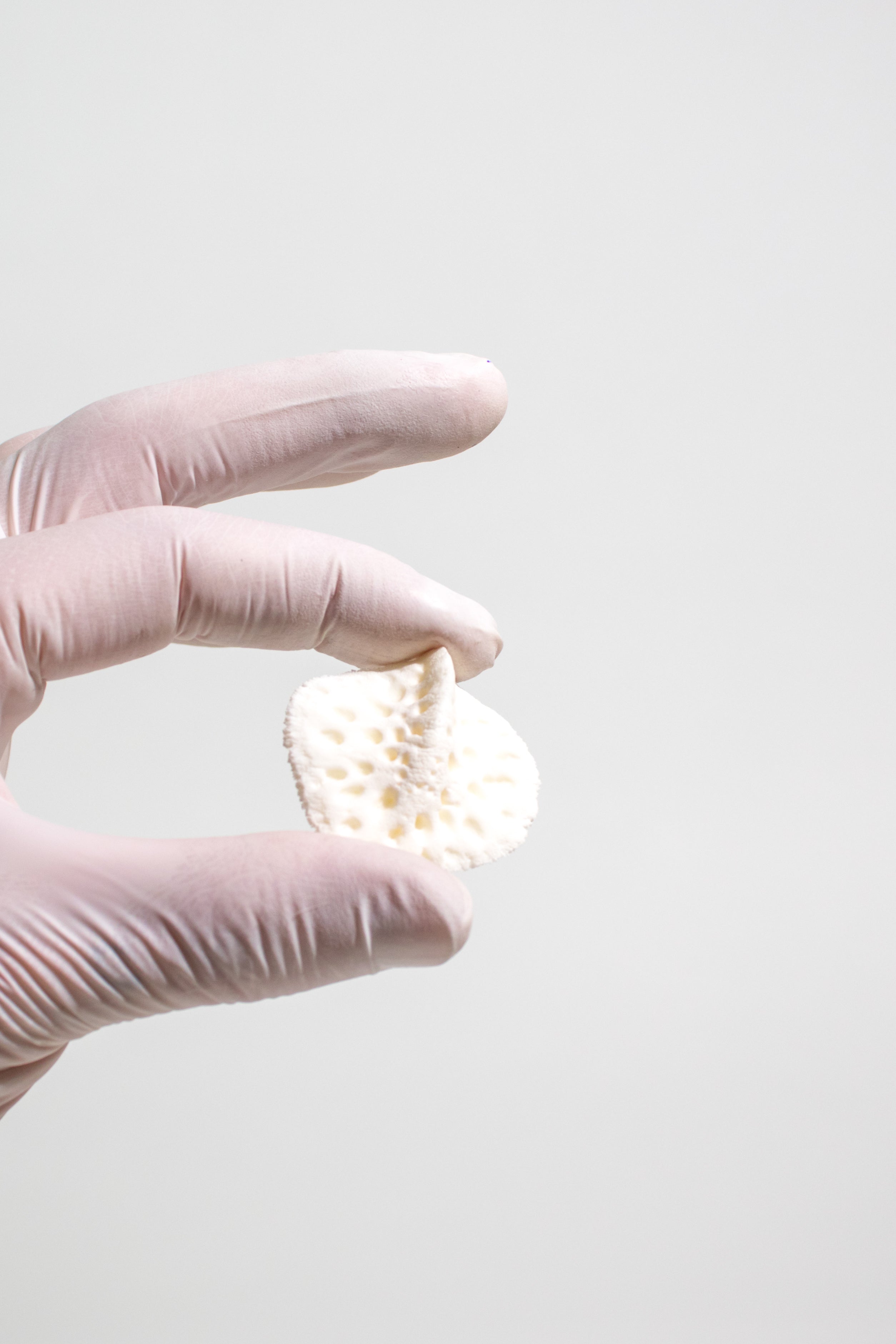 Alligator Osteoderm Bone, Default Title at Stemcell Science Shop