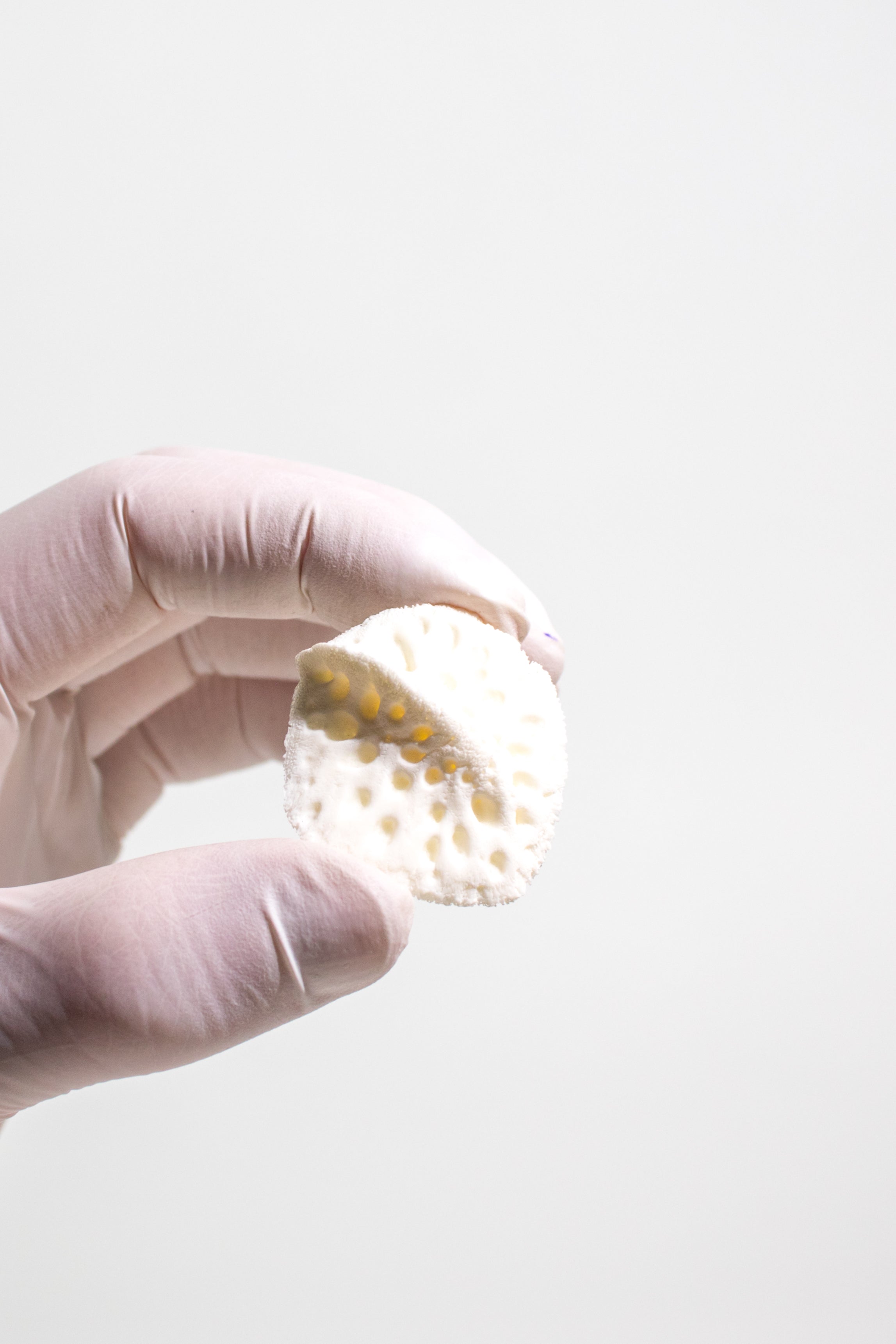 Alligator Osteoderm Bone, Default Title at Stemcell Science Shop
