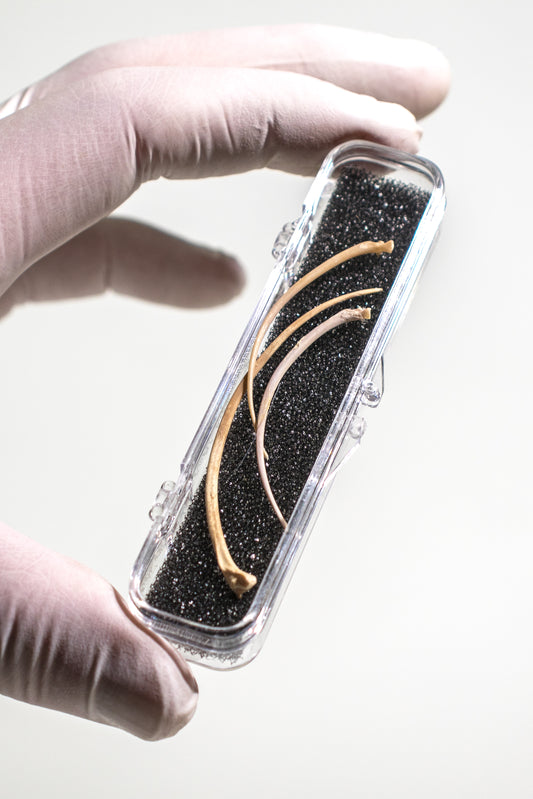 Rattlesnake Ribs - Stemcell Science Shop