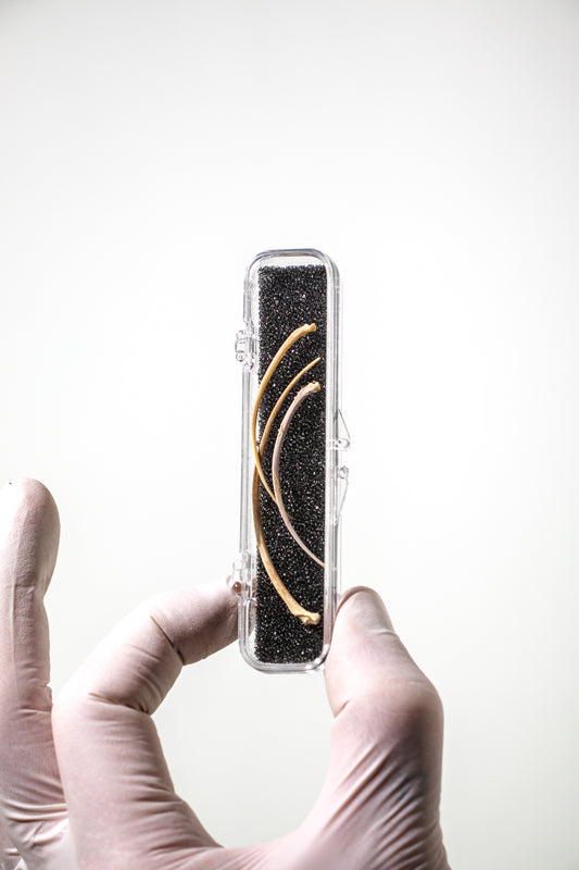 Rattlesnake Ribs - Stemcell Science Shop
